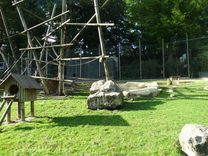 Macaque de Barbarie