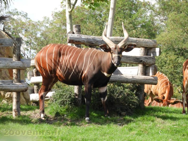 Bongo