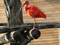 Ibis rouge