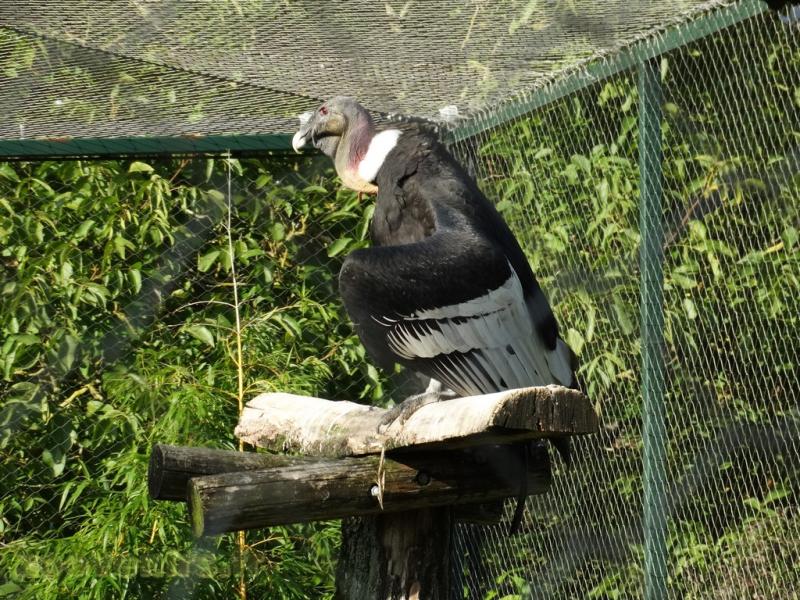 Condor des Andes