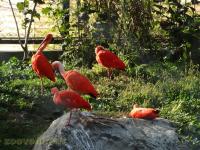 Ibis rouge