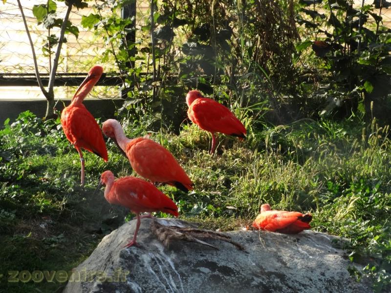 Ibis rouge