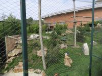 Condor des Andes - Ibis rouge