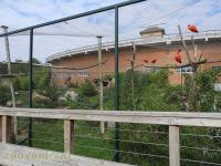 Condor des Andes - Ibis rouge