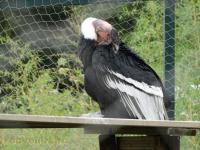 Condor des Andes