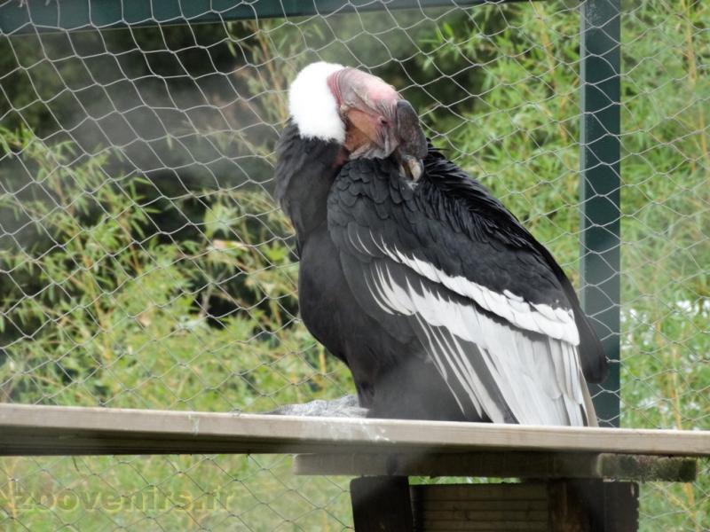 Condor des Andes