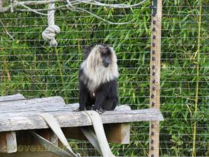 Macaque ouandérou