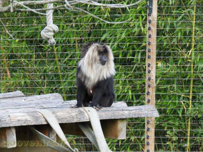 Macaque ouandérou