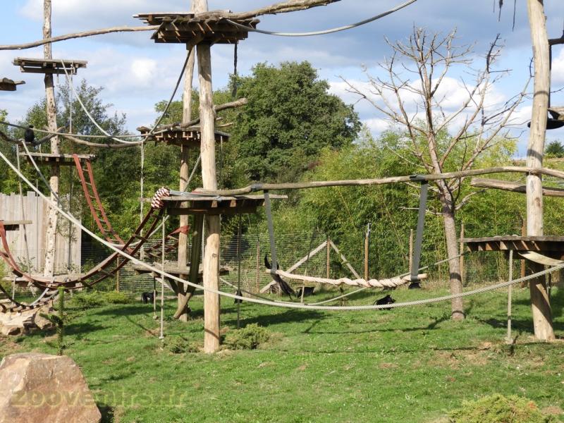 Macaque ouandérou