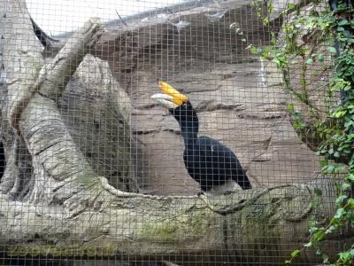 Calao rhinocéros de Java