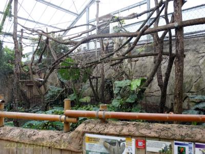 Paresseux à deux doigts - Coq-de-roche