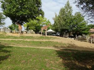 Girafe