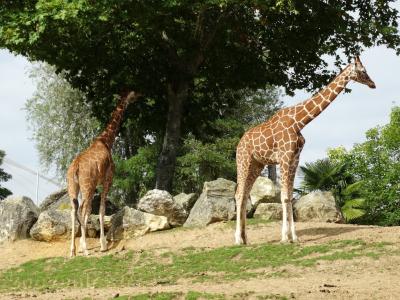 Girafe
