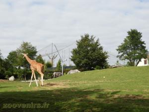 Girafe