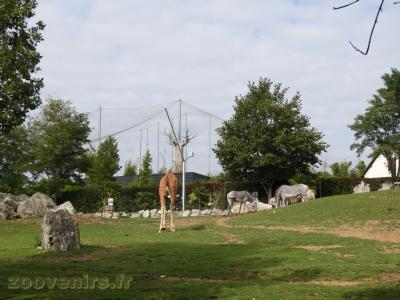 Girafe - Zèbre de Grévy