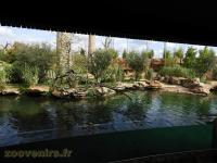 Hippopotame amphibie