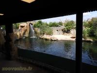 Hippopotame amphibie