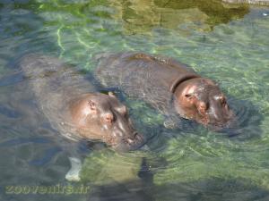 Hippopotame amphibie
