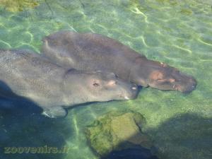 Hippopotame amphibie