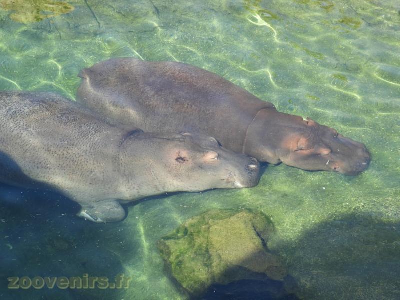 Hippopotame amphibie
