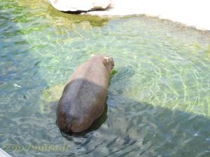 Hippopotame amphibie