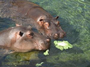 Hippopotame amphibie
