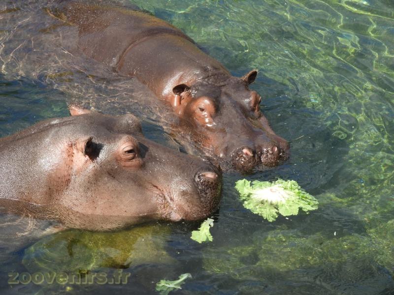 Hippopotame amphibie
