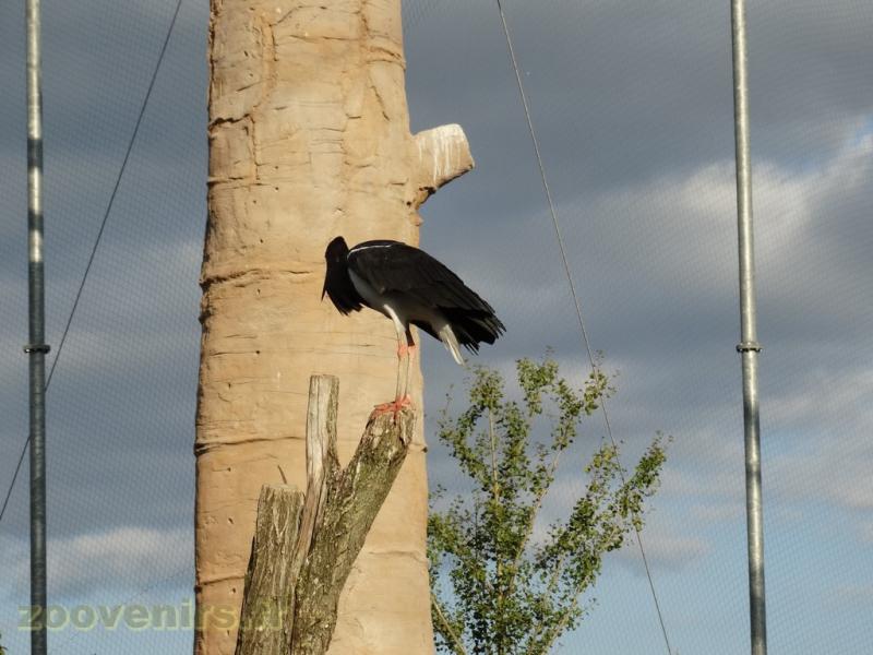 Cigogne d'Abdim