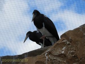 Cigogne d'Abdim
