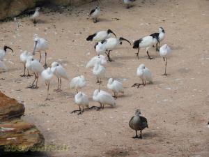 Spatule blanche - Ibis Sacré