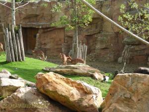 Nyala