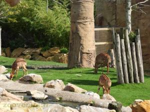 Nyala