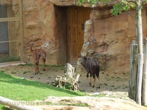 Nyala
