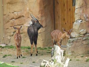 Nyala