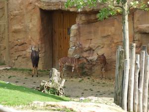 Nyala