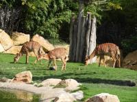 Nyala