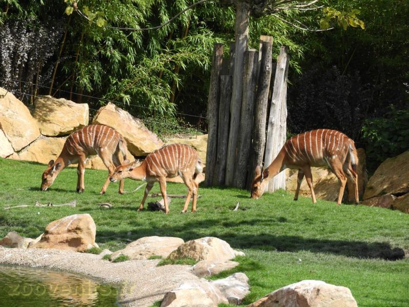 Nyala