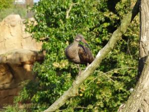 Ibis agedasch