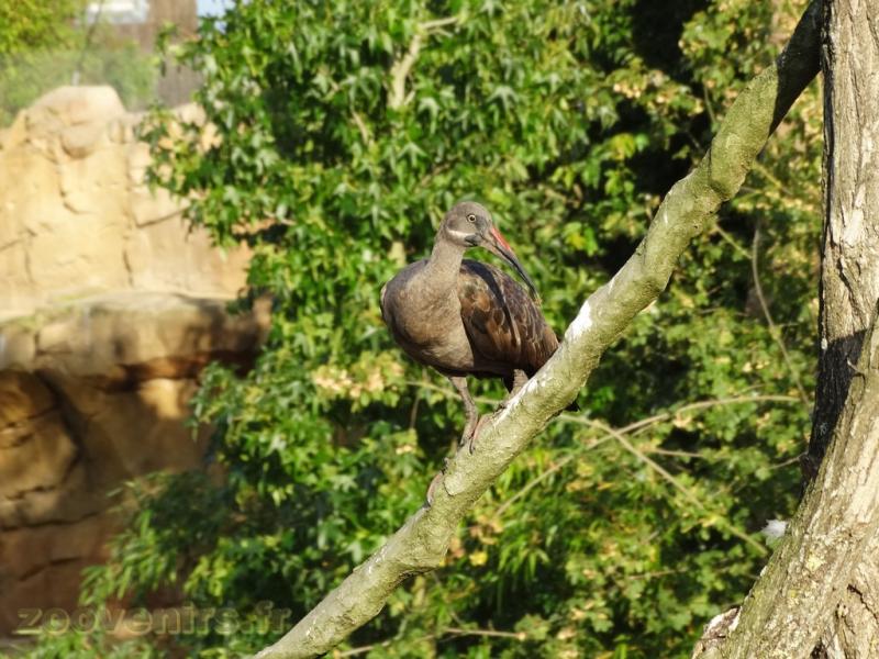 Ibis agedasch