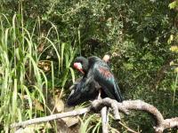 Ibis du Cap