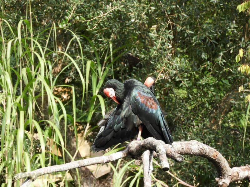 Ibis du Cap