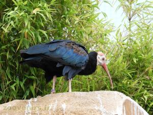 Ibis du Cap