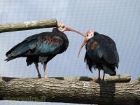 Ibis du Cap