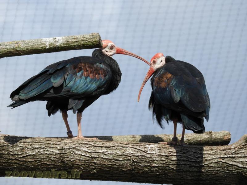 Ibis du Cap