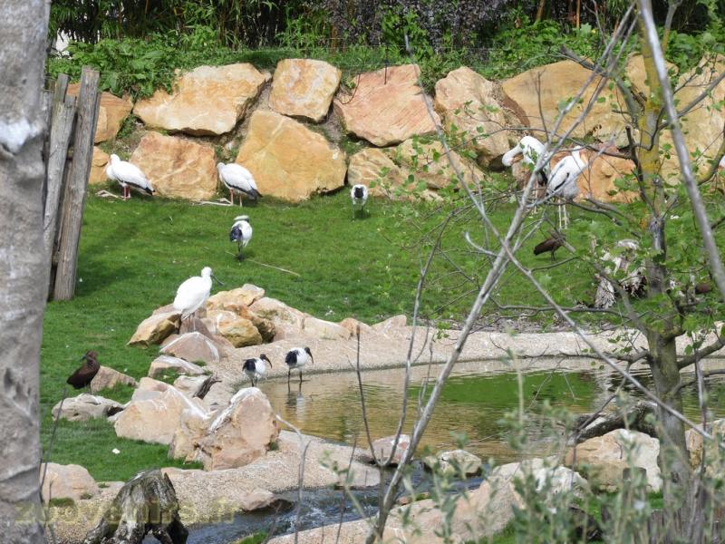 Ibis sacré - Spatule blanche - Tantale ibis