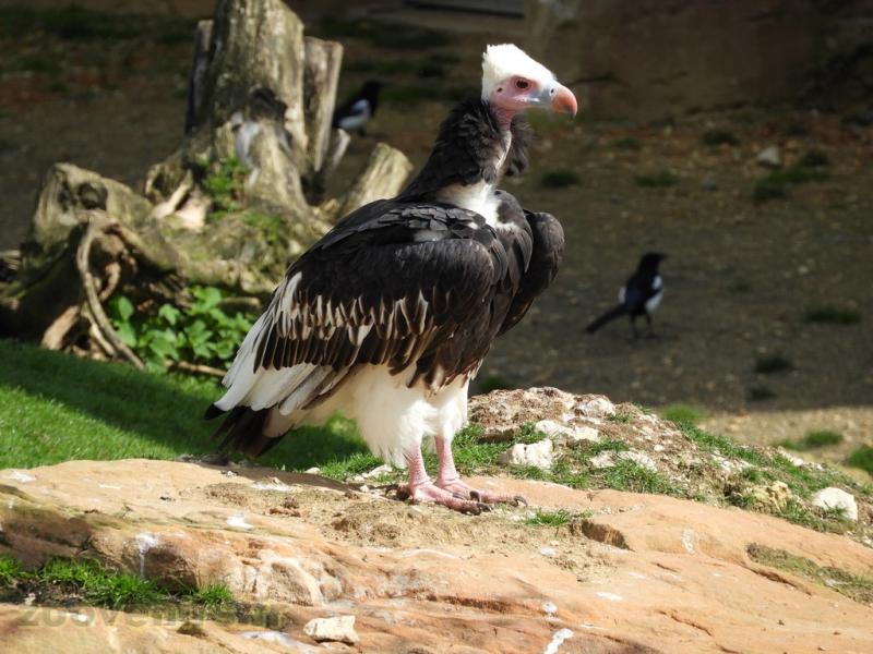 Vautour à tête blanche