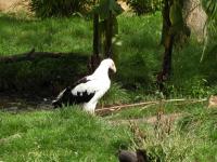 Vautour palmiste