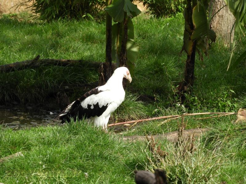 Vautour palmiste