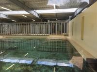 Hippopotames amphibies