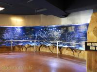 Réserve des hippopotames - Aquarium